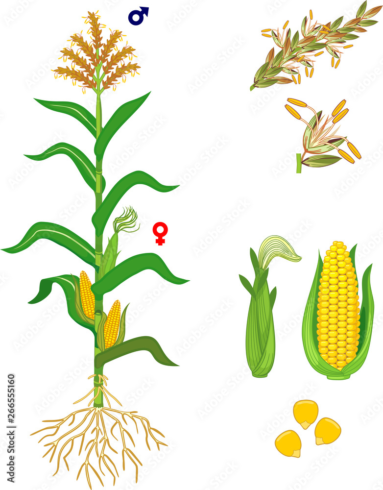 Stock Image Parts Of Plant Morphology Of Corn Maize Plant With