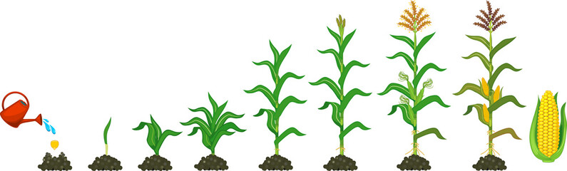 Poster - Life cycle of corn (maize) plant. Growth stages from seeding to flowering and fruiting plant isolated on white background