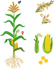Poster - Parts of plant. Morphology of corn (maize) plant with green leaves, root system, fruits and flowers isolated on white background