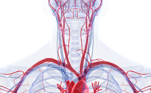 3d rendered medically accurate illustration of the blood vessels of the neck
