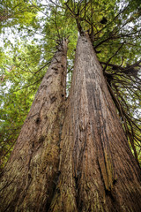 Big twin green tree forest look up view at Redwoods national park spring 