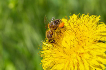 Sticker - close up of bee on dandelion against green grass