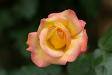 Fototapeta Dmuchawce - Beautiful yellow pink rose in full blossom spring season