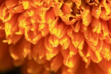 Orange Marigold With Morning Dew Drops Close Up Macro.