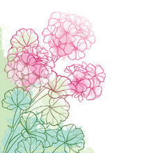 Corner Bunch With Outline Pink Geranium Or Cranesbills Flower And Ornate Leaf On The Pastel Green Background.