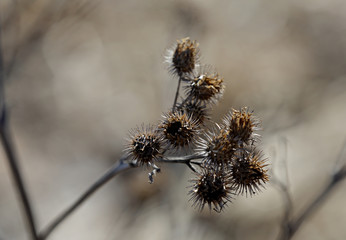 A dead and dry thistle waiting for something to grab in spring