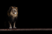 Portrait Of A Beautiful Lion And Copy Space. Lion In Dark
