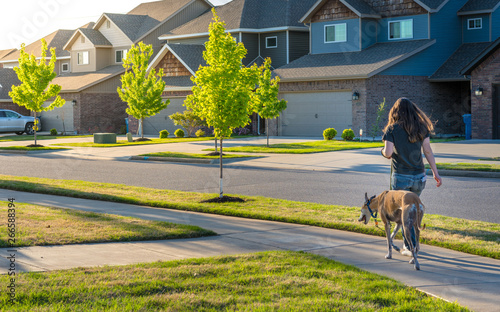 Cuadros en Lienzo Young woman walking dog in modern residential houses neighborhood street in Bent
