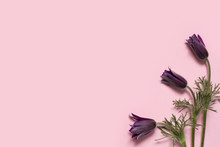 Beautiful Spring Flower Pulsatilla Pasque Flower On Pink Background