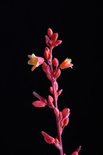 Closeup Of The Flowers Of The Red Yucca, Hesperaloe Parviflora