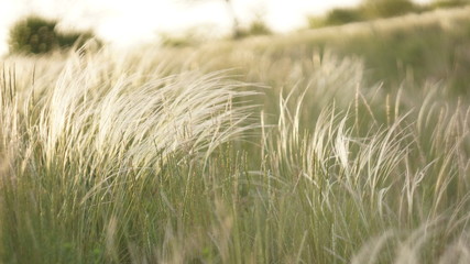 Stipa