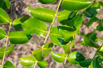 Wall Mural - Fresh green leaves with the sharp thorns on the branch of Azima Sarmentosa Benth growing in the tropical meadow of Thailand