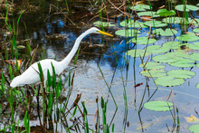 Great Egret (Ardea Alba) Hunting In Wetlands - Long Key Natural Area, Davie, Florida, USA