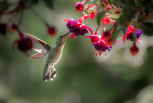 Anna's Hummingbird Fuchsia 2943