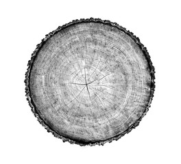Wall Mural - black and white old wood slice cut from the woods. sustainable tree rings and environment.