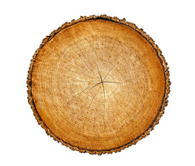 Wall Mural - smooth wood slice cut from the woods. neutral brown sustainable tree rings made of hardwood.