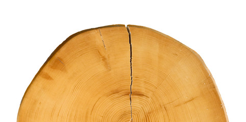 Wall Mural - smooth wood slice cut from the woods. neutral brown sustainable tree rings made of hardwood.