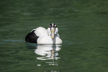 Eider Duck