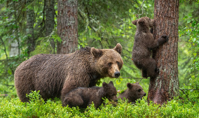 Wall Mural - she-bear and cubs. brown bears in the summer forest. natural habitat. scientific name: ursus arctos 