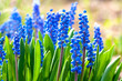 Blue spring flowers in bright sunlight in a garden flowerbed, spring background with grape hyacinth blooming in springtime garden, Muscari armeniacum bluebells