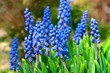 Blue Muscari armeniacum bluebells in a garden, First spring flowers, Natural background with grape hyacinth blooming in springtime