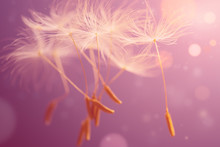 Flying Seeds Of Dandelion On Pink Background. Abstraction.