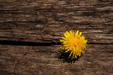 Fototapeta Dmuchawce - żółty kwiat mlecza na drzewie