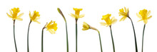 A Collection Of Yellow Daffodils Flowers Isolated Against A White Background.