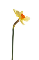 Wall Mural - a yellow daffodil flower isolated against a white background.