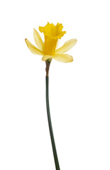 Wall Mural - a yellow daffodil flower isolated against a white background.