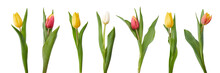 A Collection Of Red And Yellow Tulip Flowers Isolated On A White Background