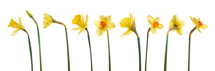 Wall Mural - a collection of yellow daffodils flowers isolated against a white background.