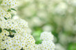 © annakonchits - Blooming shrub of white spirea. Spring time. Spirea blossom.