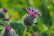 Bright Flower Burdock On A Blurred Background Close-up.