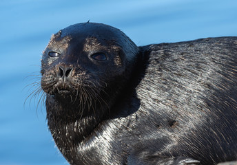 The Ladoga ringed seal. Close up portrait. Scientific name: Pusa hispida ladogensis. The Ladoga seal in a natural habitat. Ladoga Lake. Russia