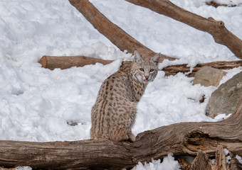 A bobcat looking back over it's shoulder at me while it sits on a fallen tree branch