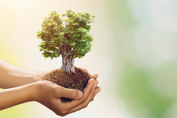 hand holding big tree growing on green background