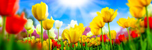 Banner Of Red Yellow And White Tulips With Sunlight And Bokeh