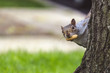 Gray squirrel looking behind the tree