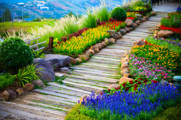 Wall Mural - Walkways with beautiful flower fields,Colorful flowers and mountain background in the morning