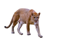 Puma, Cougar Portrait On White Background