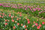 Fototapeta Tulipany - チューリップ　赤　オレンジ色　花　馬見丘陵公園　奈良県