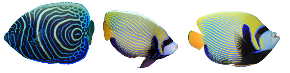 Emperor Angelfish isolated: juvenile, subadult, and adult colour phases 