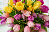 Fototapeta Tulipany - A beautiful bouquet of tulips with a white cup for tea. Close up