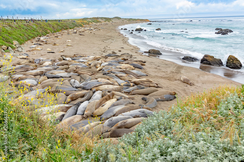 Fotografía seals sleeping at the beach near San Simeon