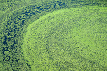 Algae Polluted Water. Film Of Algae On Surface Of The Water Preventing The Formation Of Oxygen And Causing Death To Aquatic Organisms