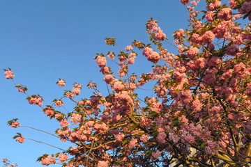 Poster - Branche de cerisier en fleur