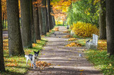 Fototapeta  - Собака на аллее Dog and birds on the alley in the park