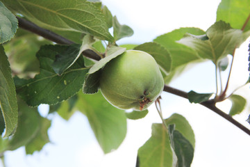 Wall Mural - The green apple is ripening on the branch of the apple tree