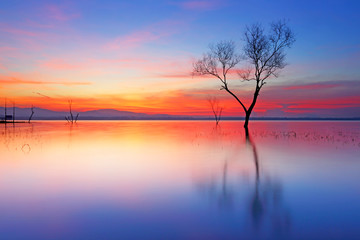 Dawn light over silhouette dead tree on the lake with beautiful sunrise